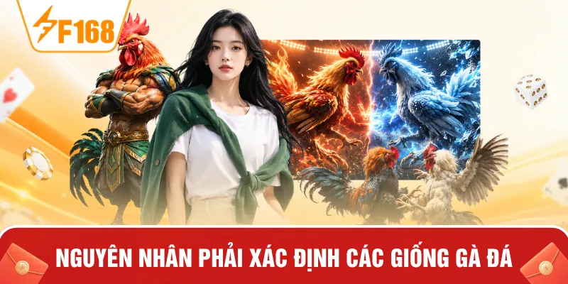 Nguyên nhân phải xác định các giống gà đá Nguyên nhân phải xác định các giống gà đá